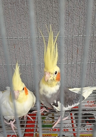 Pappagalli calopsite