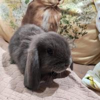 Conigli addomesticati