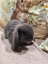 Conigli addomesticati