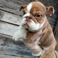 Bulldog inglesi esotici