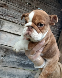 Bulldog inglesi esotici