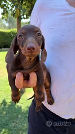 Cucciola di Bassotto con Pedigree ENCI