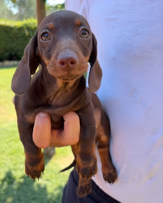 Cucciola di Bassotto con Pedigree ENCI