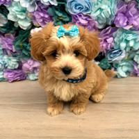 Maltipoo