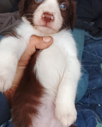 Border collie