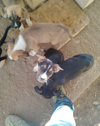 Cuccioli incrocio