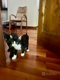 Gattini, fratello e sorella da adottare insieme