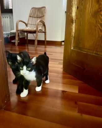 Gattini, fratello e sorella da adottare insieme