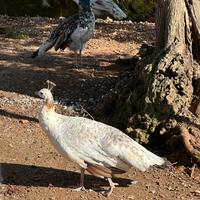 Pavoni Nigripennis Coppia