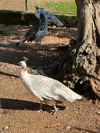 Pavoni Nigripennis Coppia