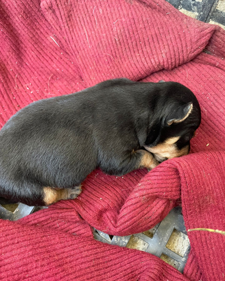 Cucciola di pincher