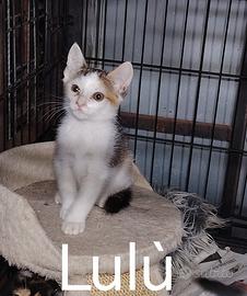 Gattini disponibili