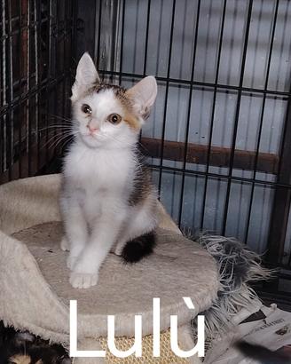 Gattini disponibili