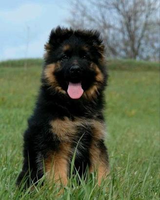Cuccioli pastore tedesco maschio