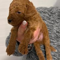 Maschio Red Brown con qualche macchia BIANCA