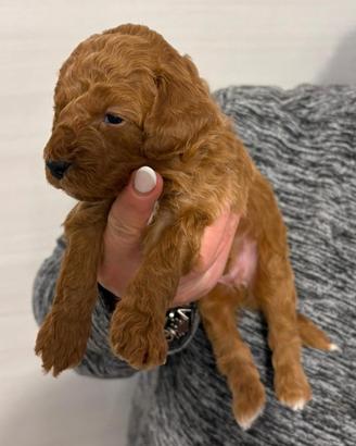 Maschio Red Brown con qualche macchia BIANCA