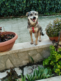 Meravigliosa e dolcissima taglia piccola