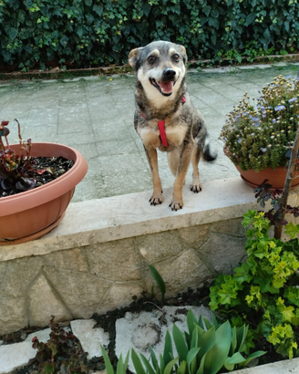 Meravigliosa e dolcissima taglia piccola