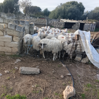 Cedesii 80 pecore da mungere