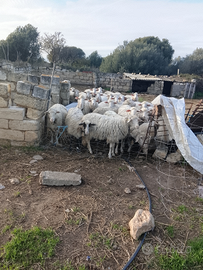 Cedesii 80 pecore da mungere