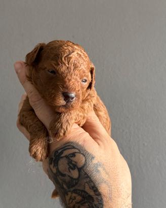 Cucciolo barboncino