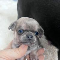 Cuccioli di Chihuahua mini