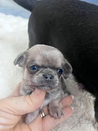 Cuccioli di Chihuahua mini