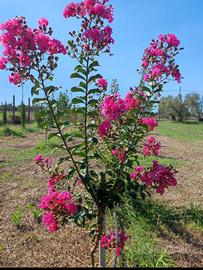 Lagestroemia e betulle
