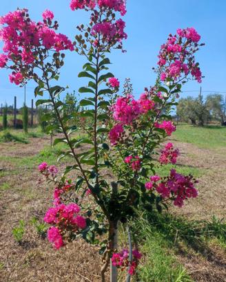 Lagestroemia e betulle