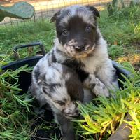 CUCCIOLI Lagorai con certificato ENCI SRA