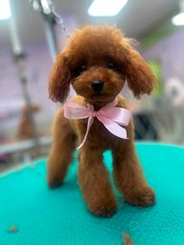 barboncina Toy Red con pedigree ENCI -5 mesi 