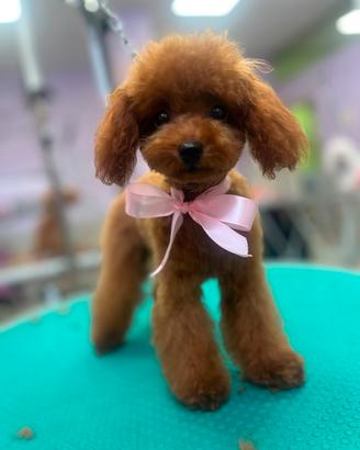 barboncina Toy Red con pedigree ENCI -5 mesi 