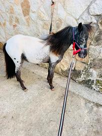 Pony Falabella
