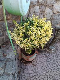 pianta