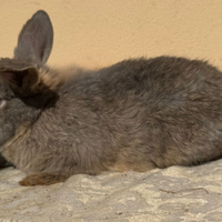 Coniglio nano ariete