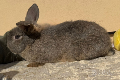 Coniglio nano ariete