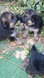 Cuccioli pastore tedesco