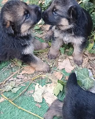 Cuccioli pastore tedesco