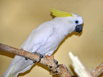Cacatua Triton - pulli da imbecco