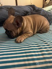 Bulldog francese