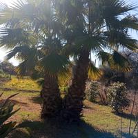 palme Washingtonia 