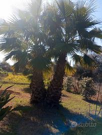 palme Washingtonia 