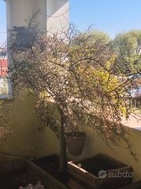 VASI IN LEGNO COMPLETI DI PIANTE