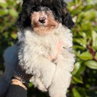 Barboncina toy tricolor