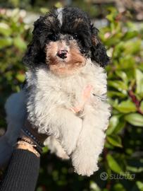 Barboncina toy tricolor