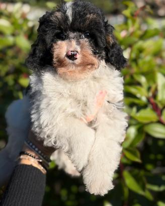 Barboncina toy tricolor