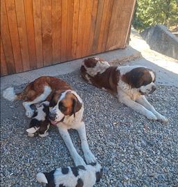 Cuccioli di San Bernardo