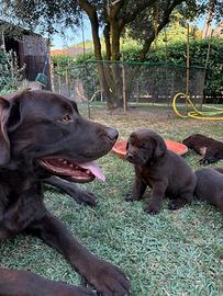 Cuccioli Labrador cioccolato