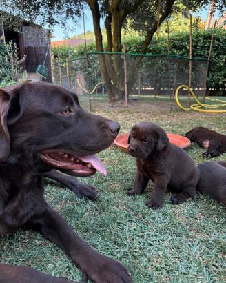 Cuccioli Labrador cioccolato