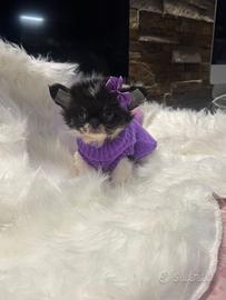 Chihuahua femmina con pedigree